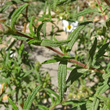 Stängel-/Stammfoto Cistus monspeliensis