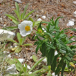 Foto von Besonderheit Cistus monspeliensis