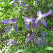 Portraitfoto Clematis alpina