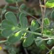 Blätterfoto Coronilla minima