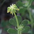 Foto der Jungpflanze Coronilla minima