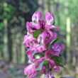 Blütenfoto Corydalis cava