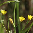 Blütenfoto Crepis pulchra