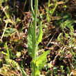 Blätterfoto Crepis pulchra