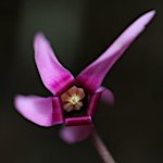 Foto von Besonderheit Cyclamen purpurascens