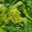 Blütenfoto Cyperus eragrostis