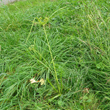 Habitusfoto Cyperus eragrostis