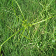 Foto von Besonderheit Cyperus eragrostis