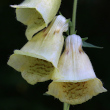 Portraitfoto Digitalis grandiflora