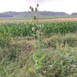 Habitusfoto Dipsacus laciniatus