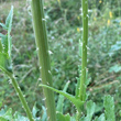 Stängel-/Stammfoto Dipsacus laciniatus