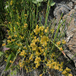 Habitusfoto Ephedra helvetica