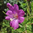 Blütenfoto Epilobium hirsutum