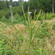 Habitusfoto Epilobium parviflorum