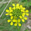 Blütenfoto Erysimum virgatum