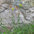 Habitusfoto Erysimum virgatum