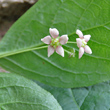 Portraitfoto Euonymus latifolius