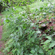 Habitusfoto Euonymus latifolius