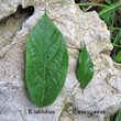 Foto von Besonderheit Euonymus latifolius