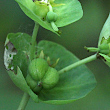 Fruchtfoto Euphorbia amygdaloides