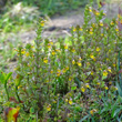 Habitusfoto Euphrasia minima