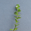 Blätterfoto Euphrasia pectinata