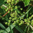 Fruchtfoto Filipendula ulmaria