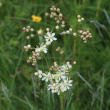 Foto Kelch Filipendula vulgaris