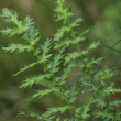 Blätterfoto Filipendula vulgaris