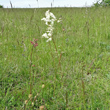 Habitusfoto Filipendula vulgaris