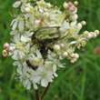 Foto von Besonderheit Filipendula vulgaris