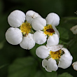 Blütenfoto Fragaria moschata