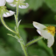 Stängel-/Stammfoto Fragaria moschata