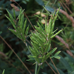 Fruchtfoto Galega officinalis