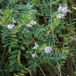 Habitusfoto Galega officinalis