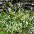 Habitusfoto Galium lucidum