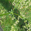 Blätterfoto Galium lucidum