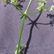 Stängel-/Stammfoto Galium lucidum