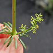 Fruchtfoto Galium lucidum