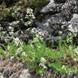 Foto von Besonderheit Galium lucidum