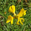 Foto Kelch Genista radiata