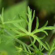 Blätterfoto Geranium dissectum