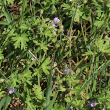 Habitusfoto Geranium pusillum