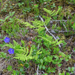 Habitusfoto Gymnocarpium dryopteris