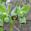 Blütenfoto Helleborus foetidus