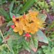 Blütenfoto Hypericum androsaemum