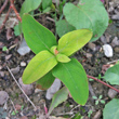 Blätterfoto Hypericum androsaemum