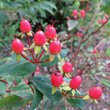 Fruchtfoto Hypericum androsaemum