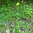 Habitusfoto Hypericum montanum