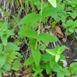 Stängel-/Stammfoto Hypericum montanum